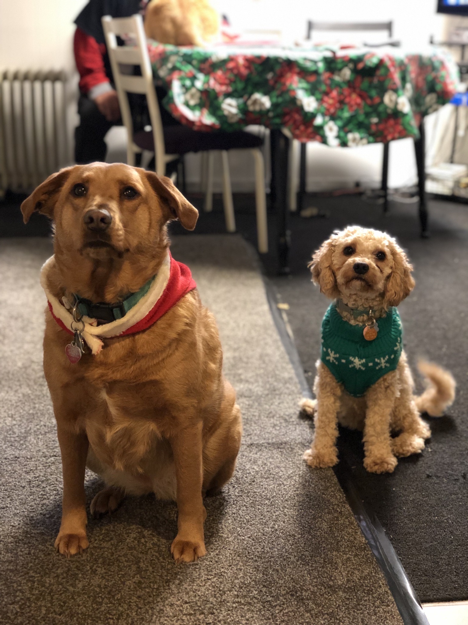 Noodle Throwback – First Christmas