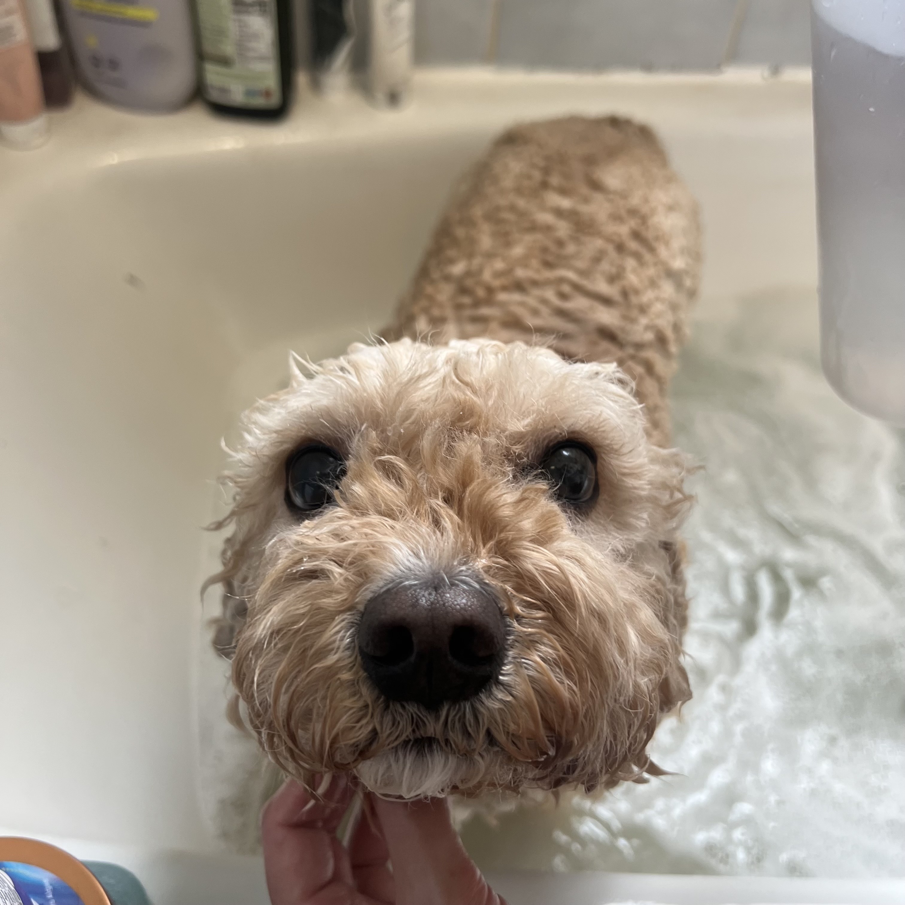 Worst Day, Worser Day